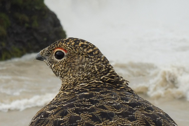 Pasăre, Natura, Animal, Lebădă, Penaj