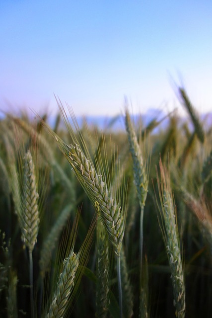 Free Grain Field photo and picture