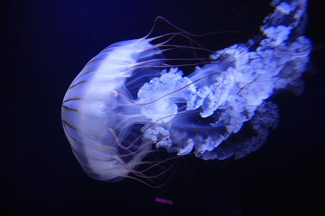 Gelé Fisk, Akvarium, Natur, Vand, Blå