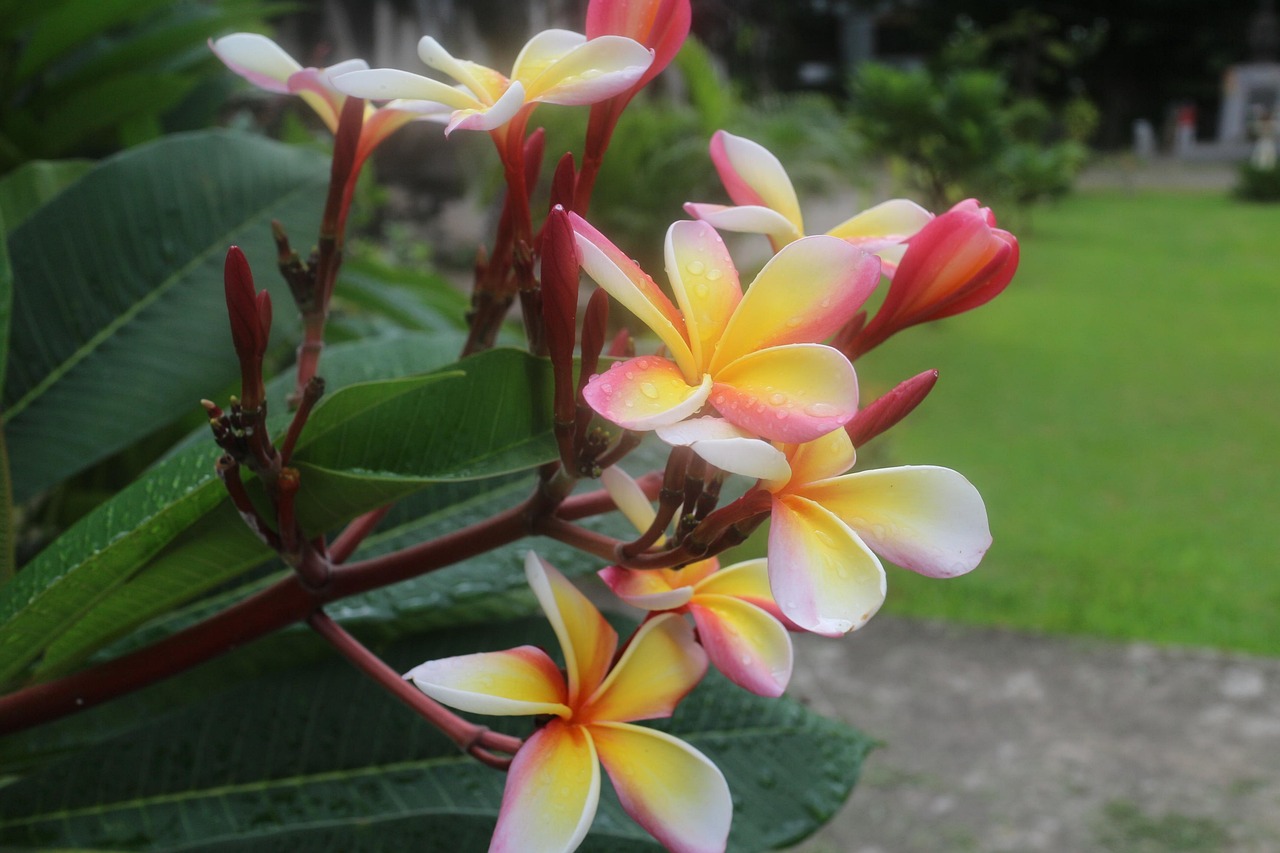 Plumeria Alba Flor Foto gratis en Pixabay Pixabay