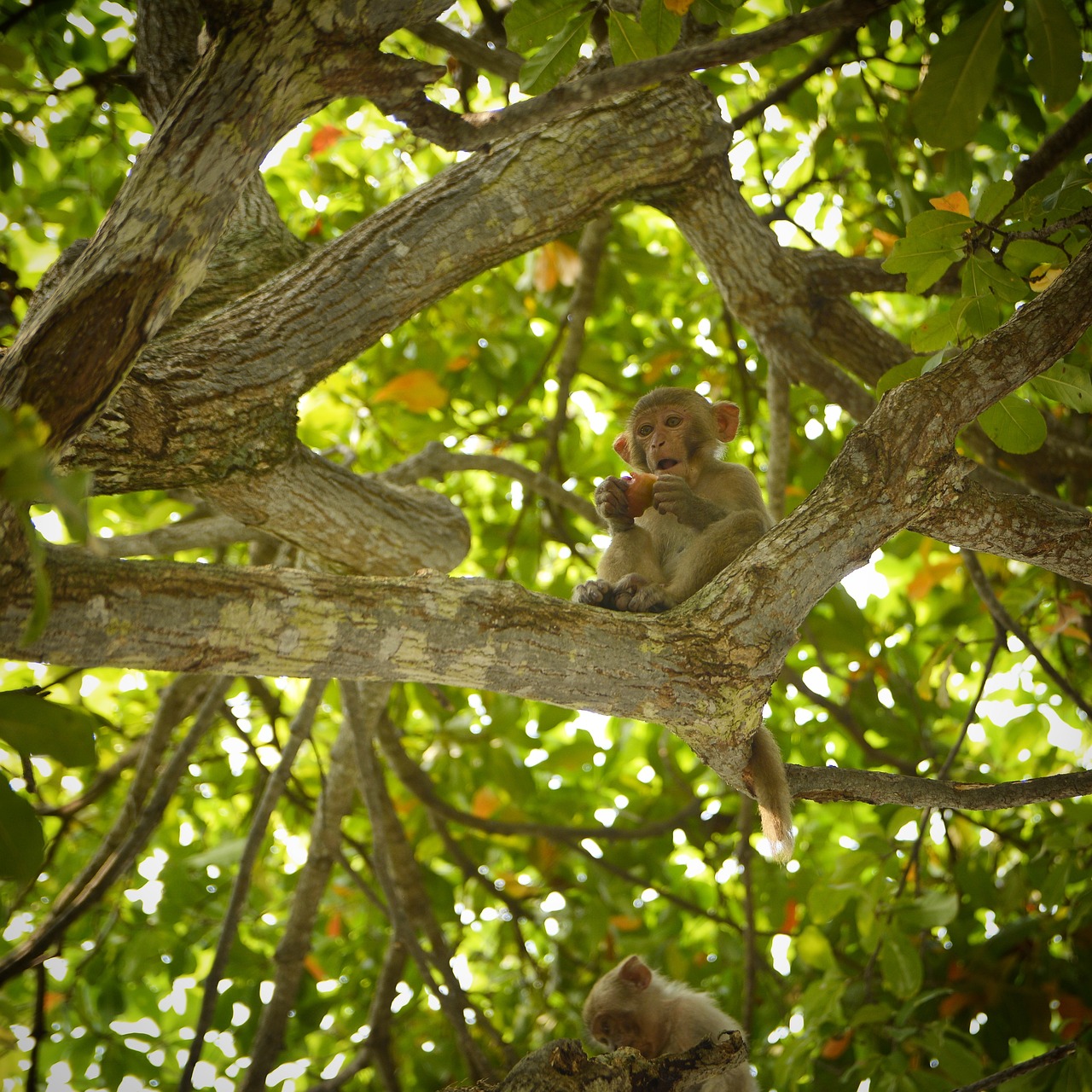 Monkey - free online jigsaw puzzle photo