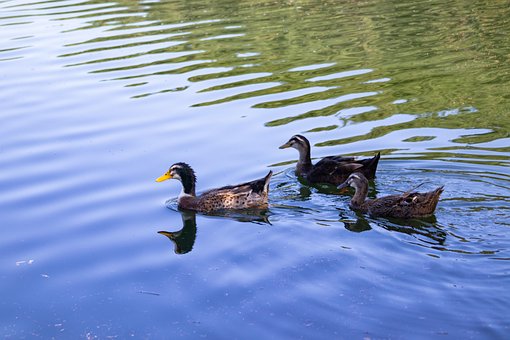 Free Duck Lake photo and picture