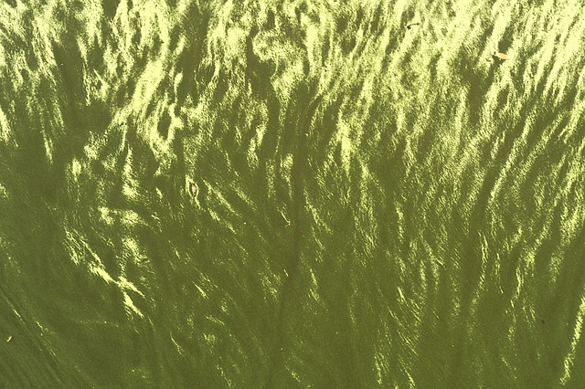Free algae alga water surface illustration