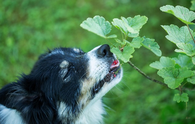 Tier, Haustier, Hund, Hütehund