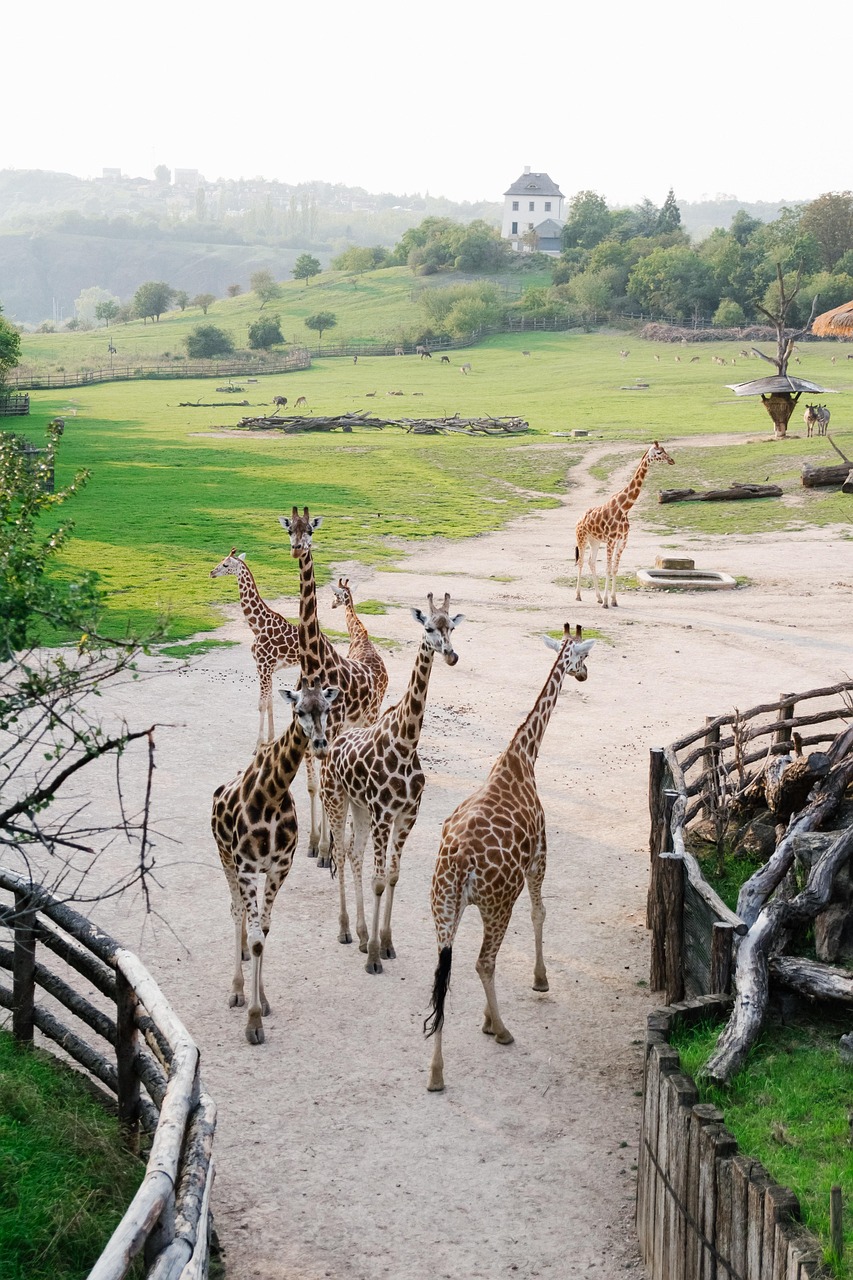 20 000 Free Zoo Nature Photos Pixabay