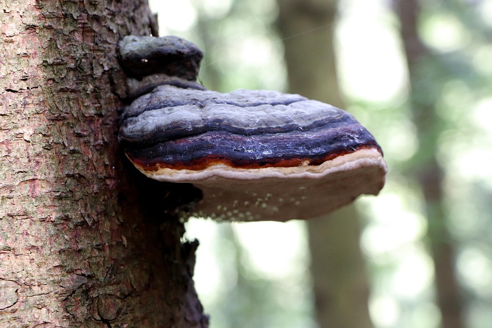 Champignon Arbre Tronc Photo gratuite sur Pixabay Pixabay — free download