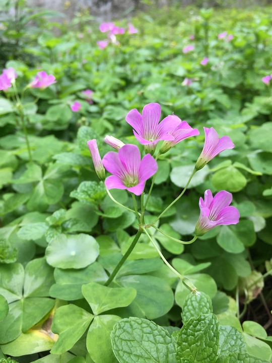 Oxalis Corniculata 花 リーフ Pixabayの無料写真