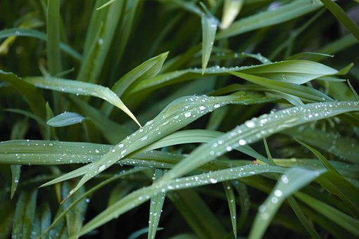 Free Blades Of Grass Morning Dew photo and picture