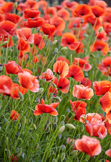 Free Poppy Flower Background photo and picture