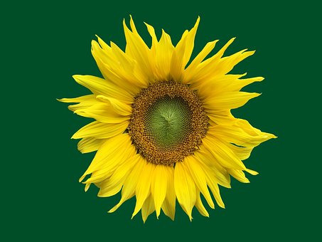 Free Sunflower Flower photo and picture