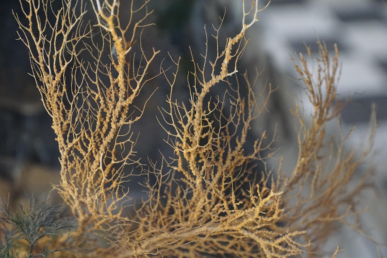 Coral - free online jigsaw puzzle photo