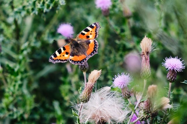 Free Butterfly Nature photo and picture