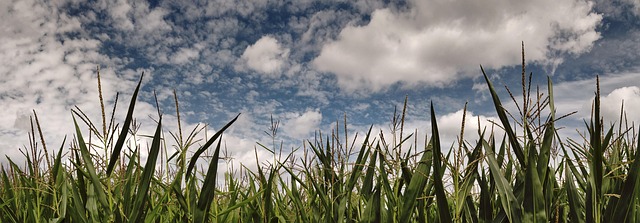 Free Cornfield Nature photo and picture