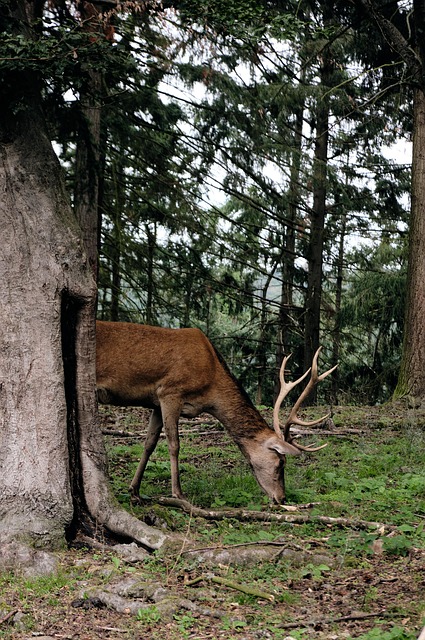 Free Deer Animal photo and picture