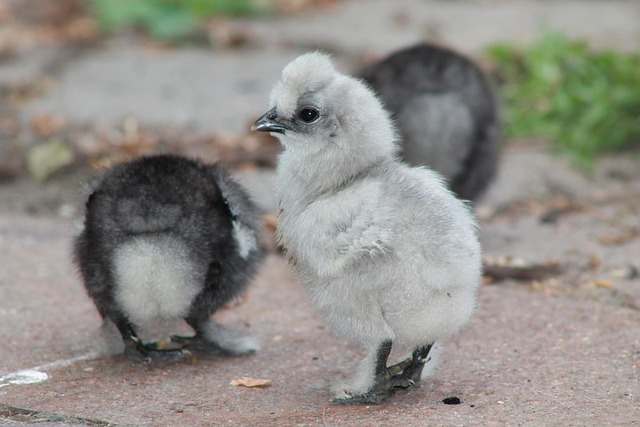 Küken, Seidenhühner, Klein, Tierbaby