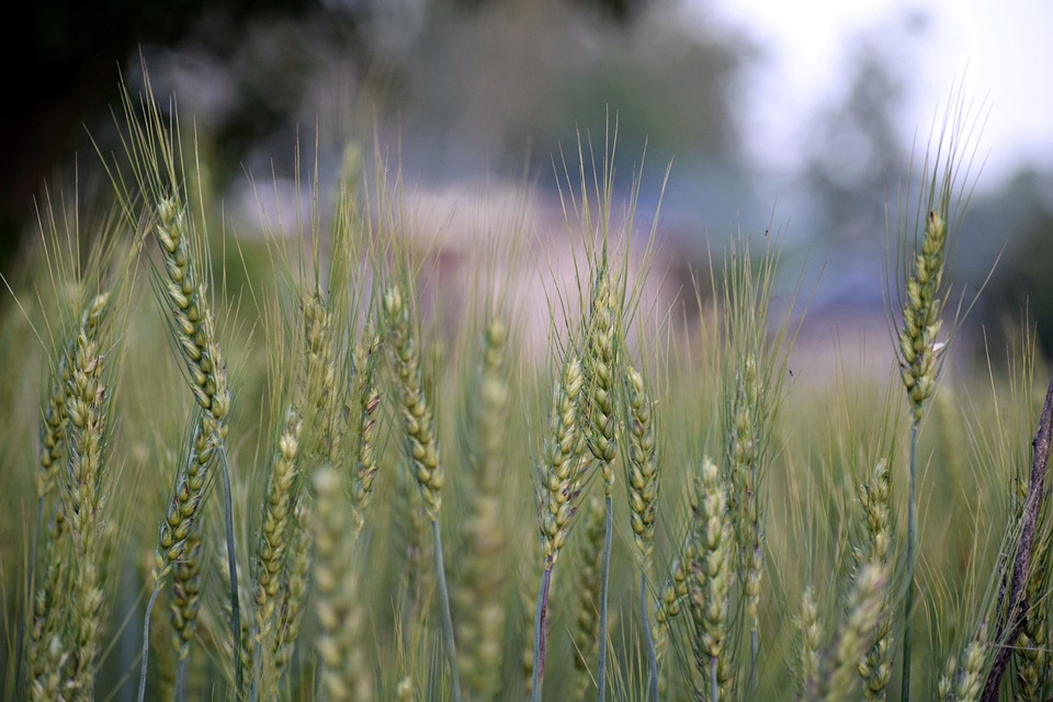 Blé Sur Le Terrain Agriculture - Photo gratuite sur Pixabay