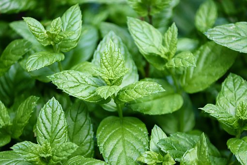 Peppermint, Mentha, Leaves