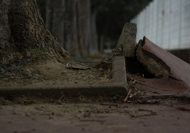 Árbol, Raíces, Hormigón, Naturaleza
