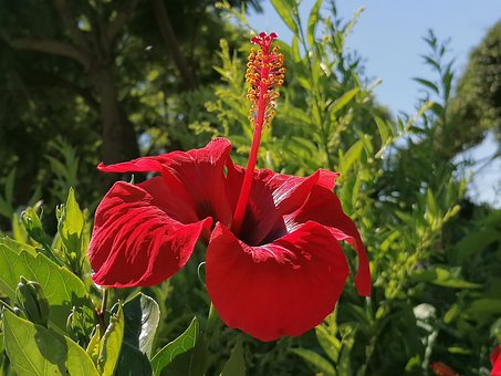 Free Flower Floors photo and picture