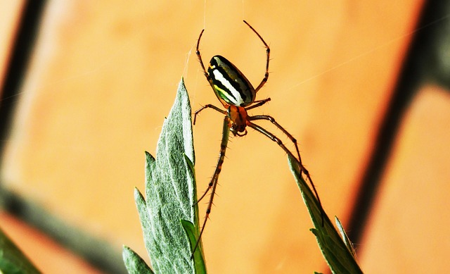 Macro, Arachnid, Spin, Insect, Colombia
