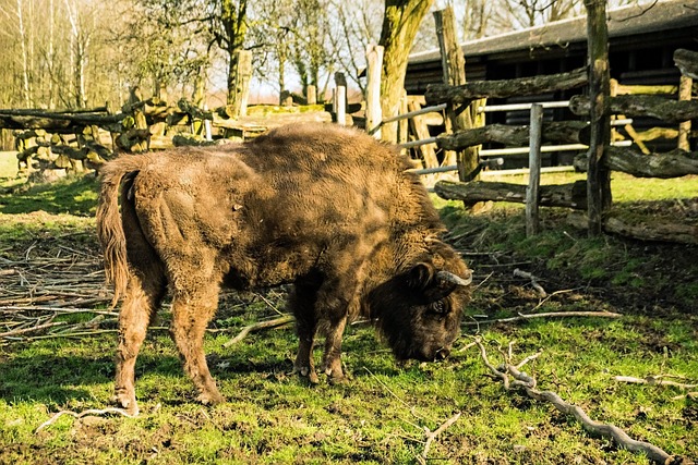 Free Bison Neandertal photo and picture