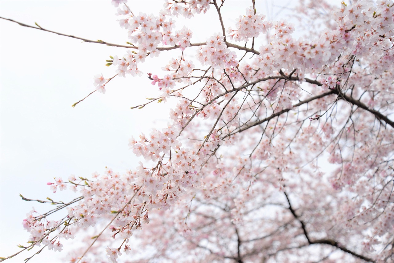日本 さくら 春 - Pixabayの無料写真 - Pixabay