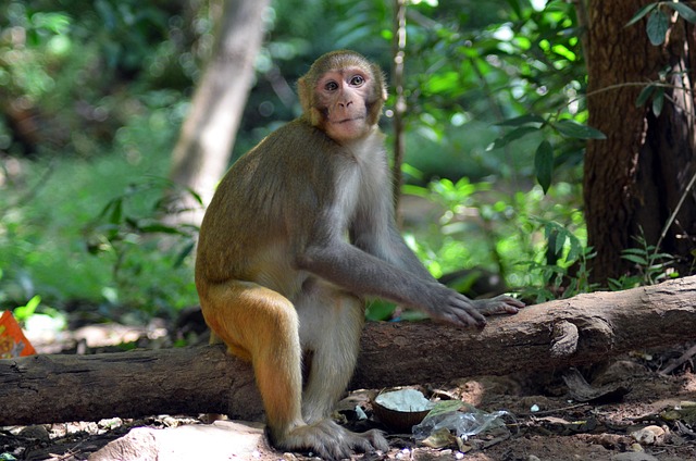 Affe, Tier, Zoo, Porträt, Denken, Natur