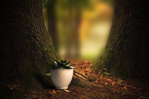 Free Tree Environment photo and picture
