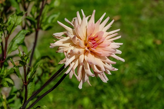 Haven, Blomst, Blomst Baggrund