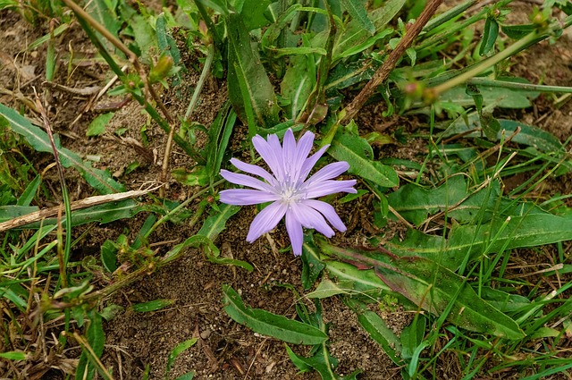 Eng, Blomst, Natur, Blomstrende, Tæt