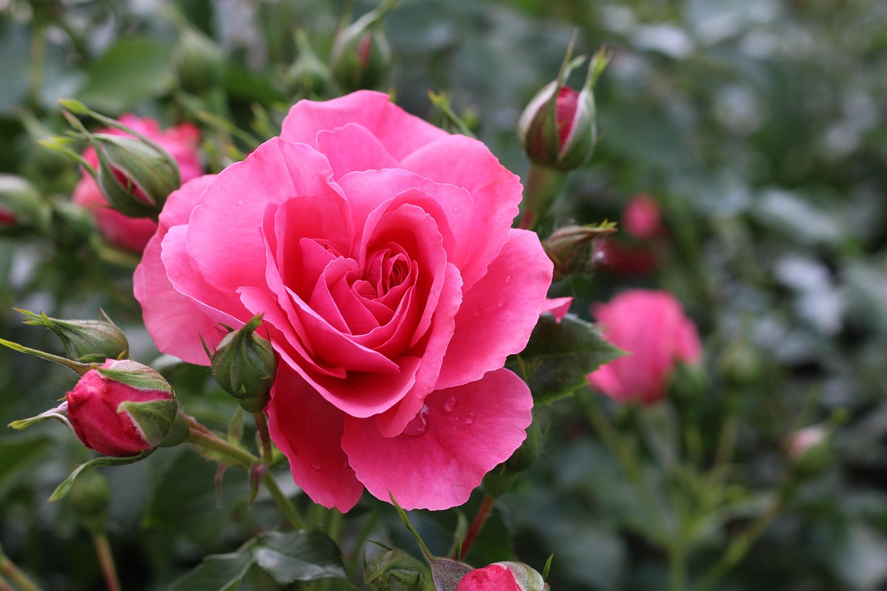 Types Of Flowers That Last All Year Long EMC Lawncare, 44 OFF