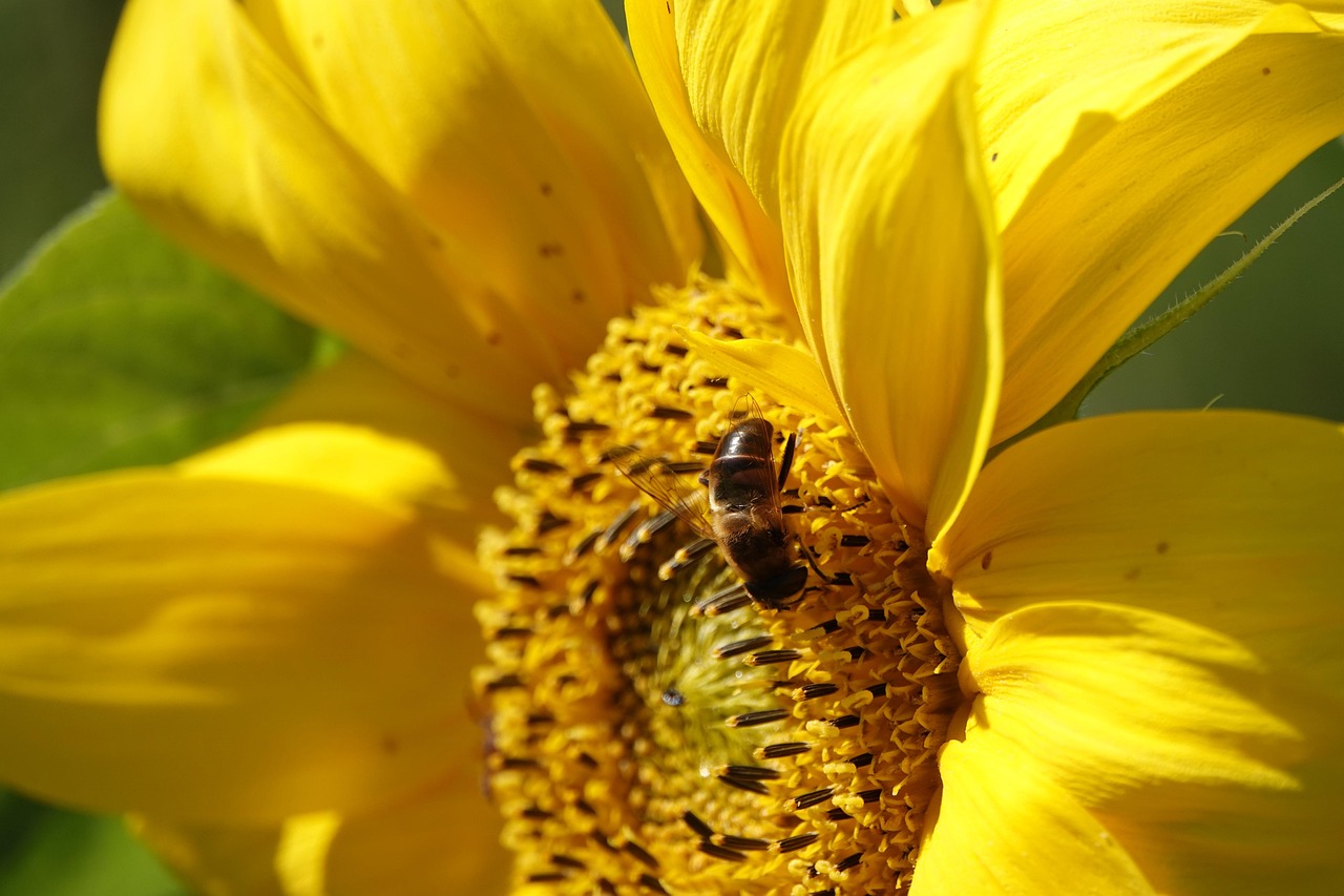 Sunflower Bee Bees - Free photo on Pixabay