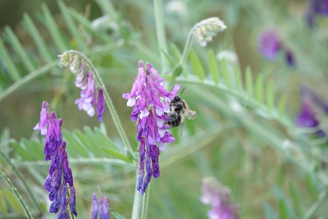 Abeille Solitaire Plus de 10 000 photos gratuites de Abeille Solitaire et de Abeille ...