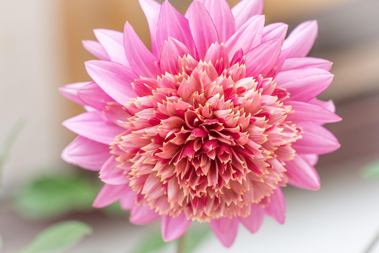 Flower Blossom Bloom Free photo on Pixabay Pixabay