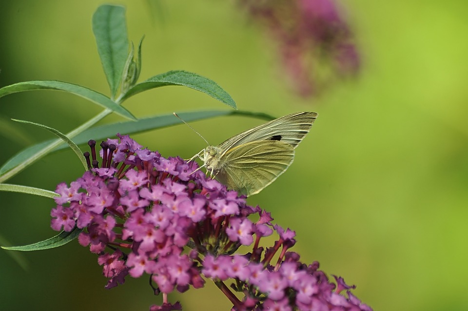 Butterfly Cabbage Free photo on Pixabay Pixabay
