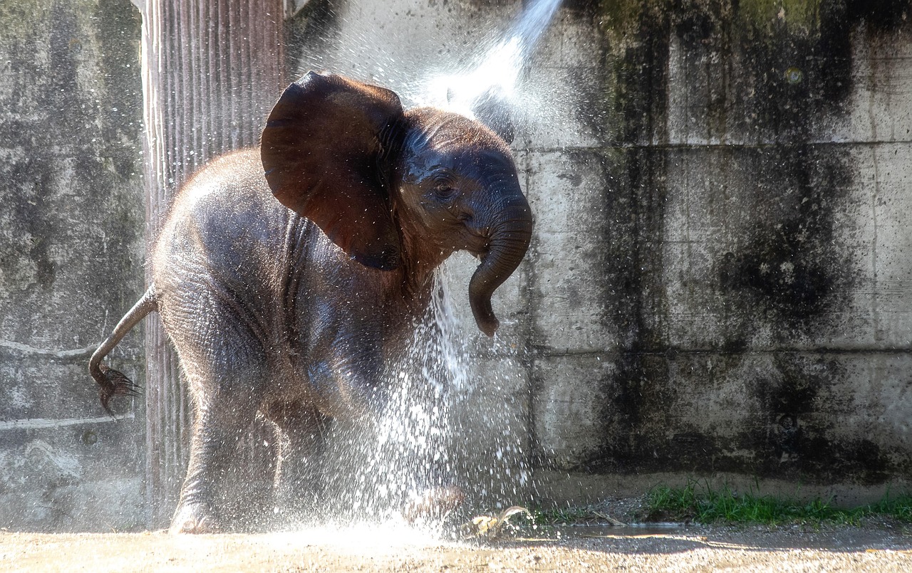 Elephant Mammal Animal - Free photo on Pixabay
