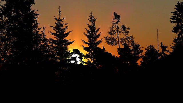 Free sunset nature forest dusk illustration