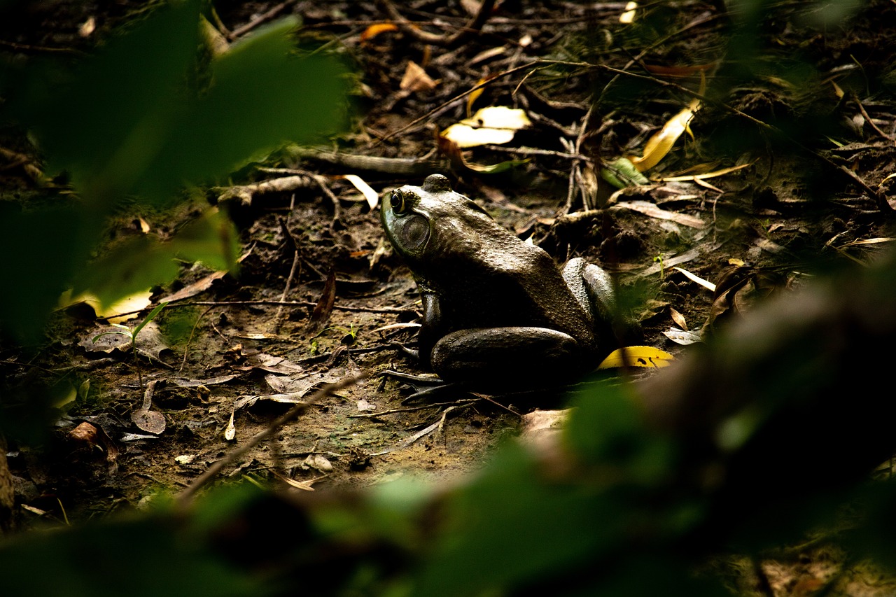 Frog - free online jigsaw puzzle photo
