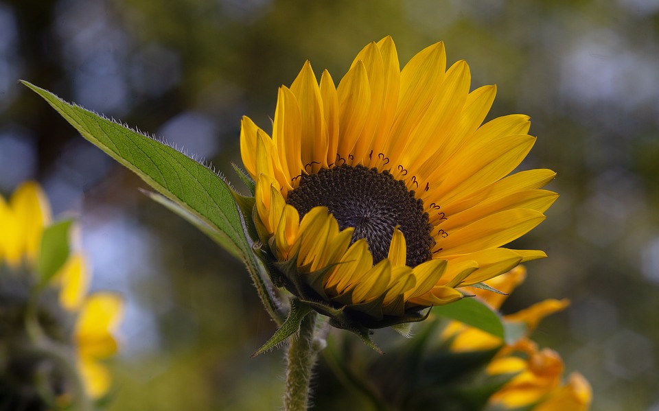 Sunflower Flower Yellow - Free photo on Pixabay