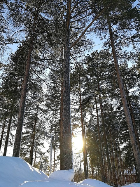 Free Trees Spruce photo and picture