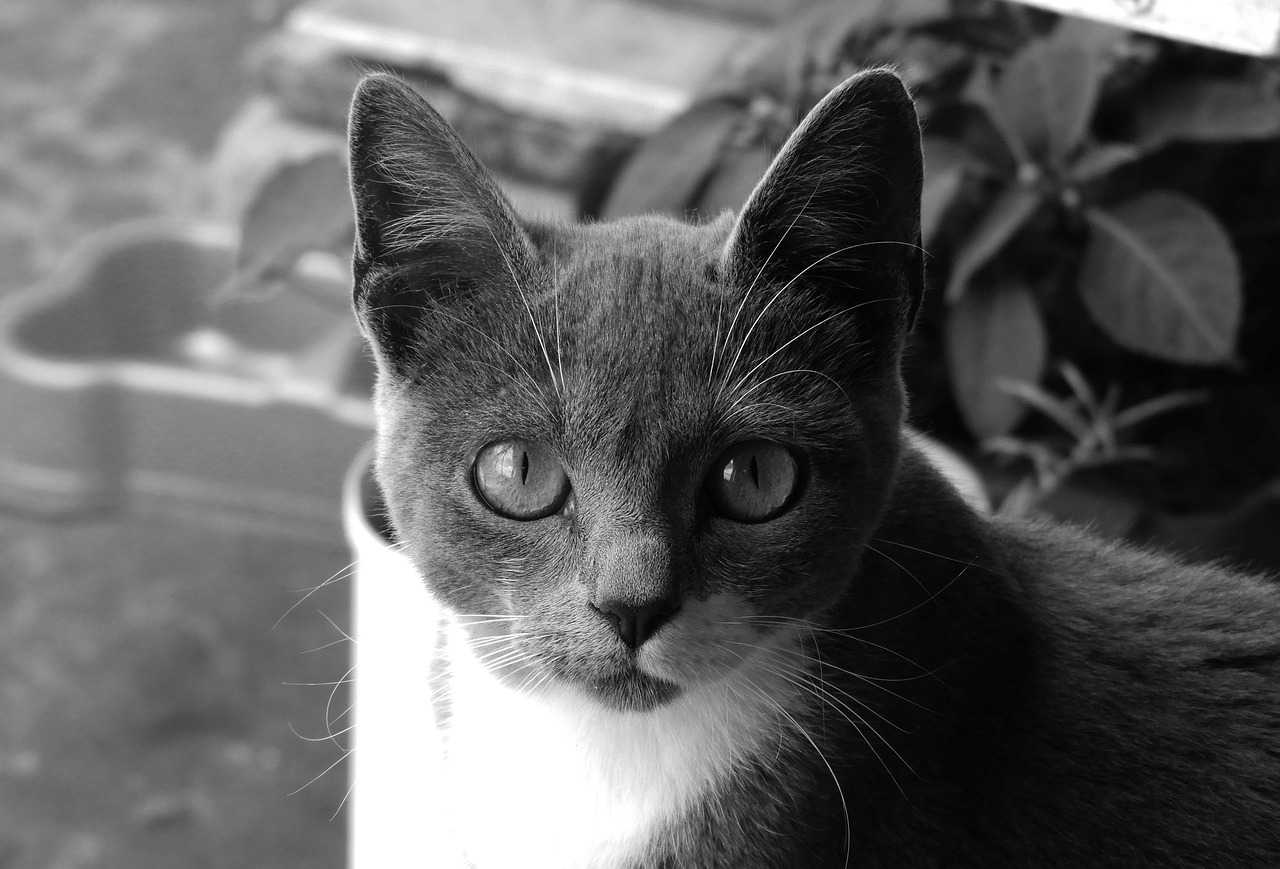 Black And White Animal Cat - Free photo on Pixabay - Pixabay