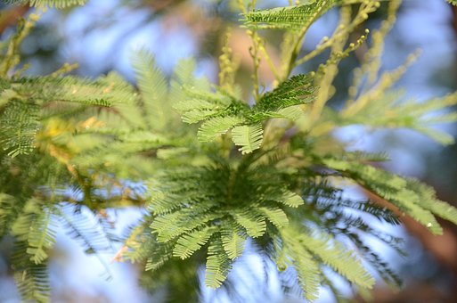 Free Mimosa Leaves photo and picture
