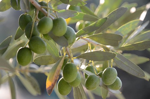 Free Olives Oil photo and picture