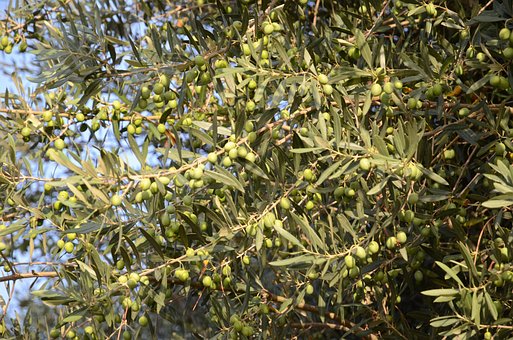 Free Olives Olivo photo and picture