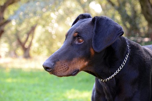 Free Dog Doberman photo and picture