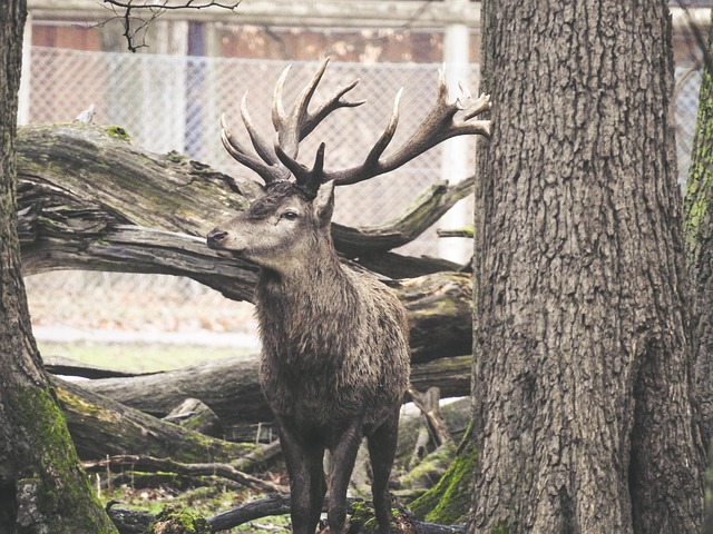 Free Deer Nature photo and picture