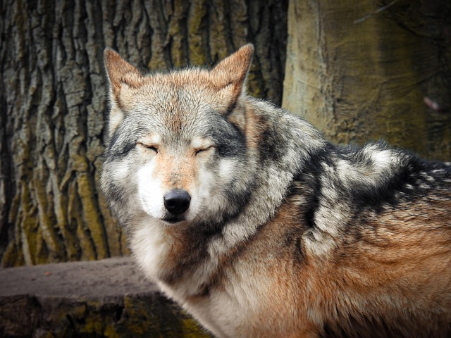 Free Wolves Nature photo and picture