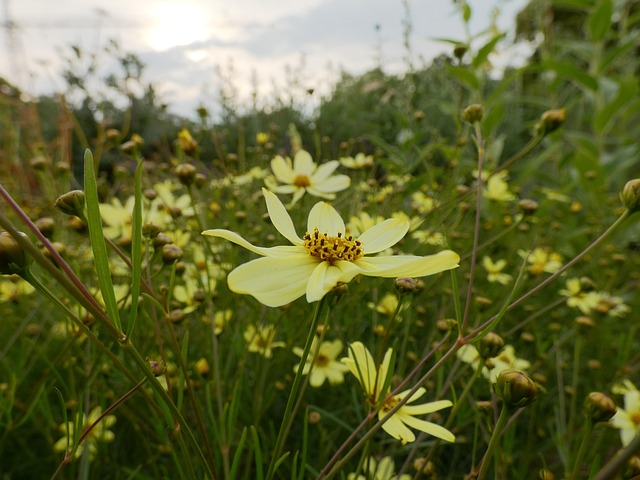 Free Flower Yellow photo and picture