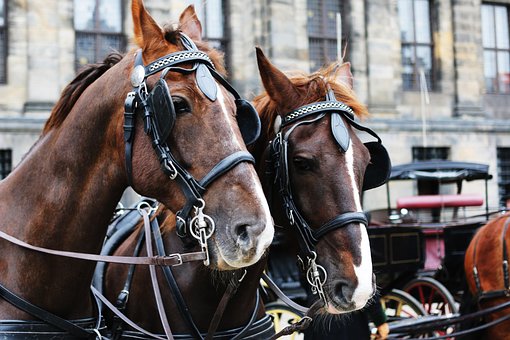 Free Horse Nature photo and picture