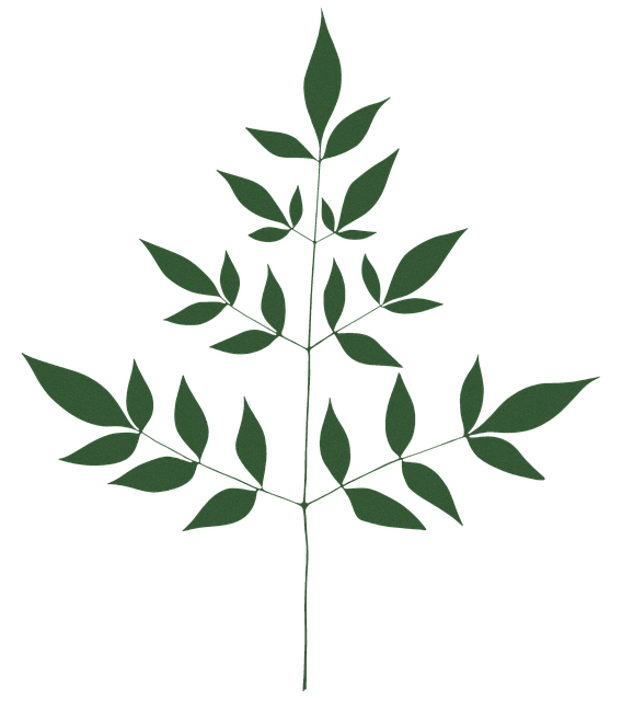 Leave, Fern, Nature, Tranparent, Green